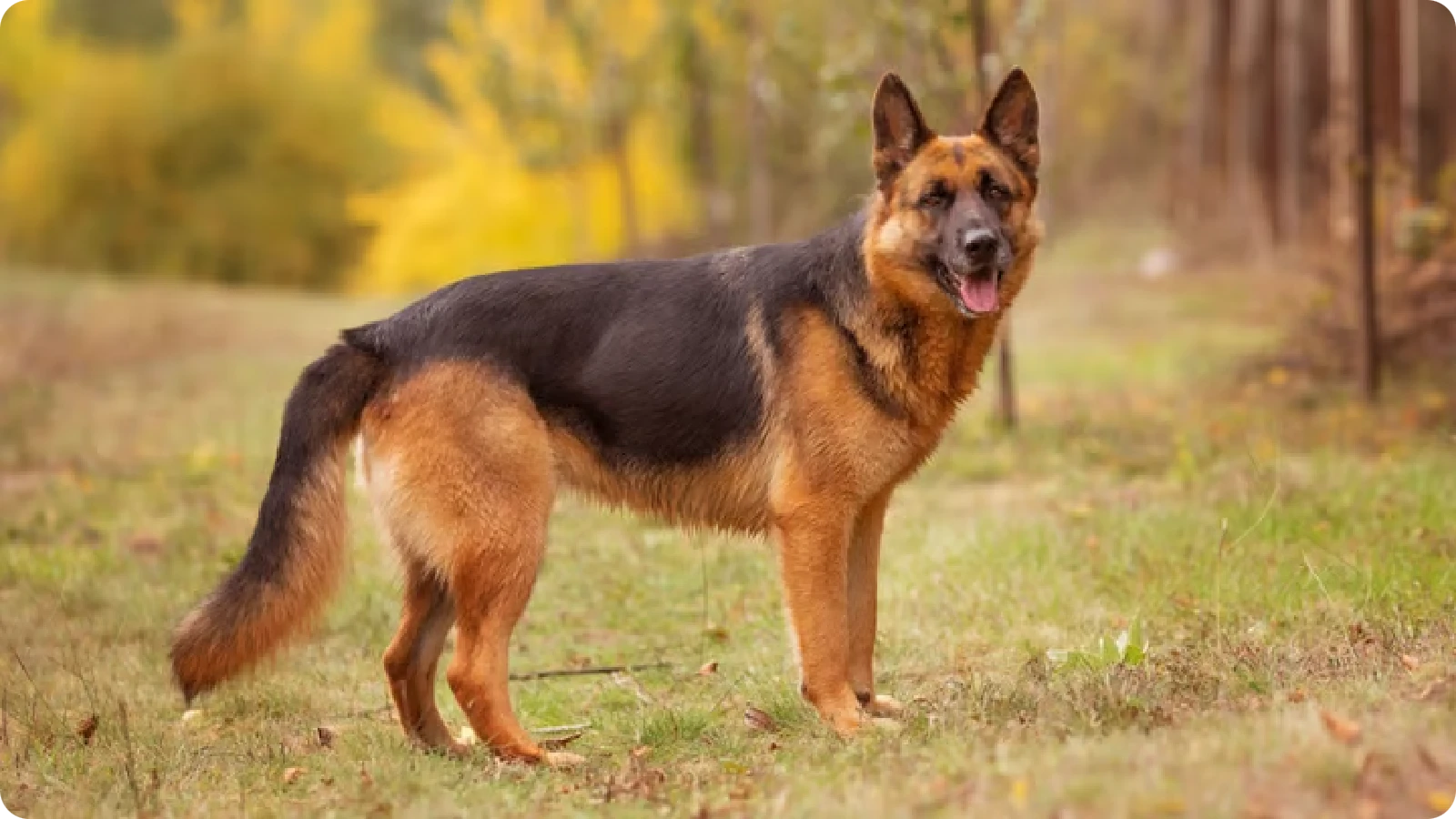 German Shepherd