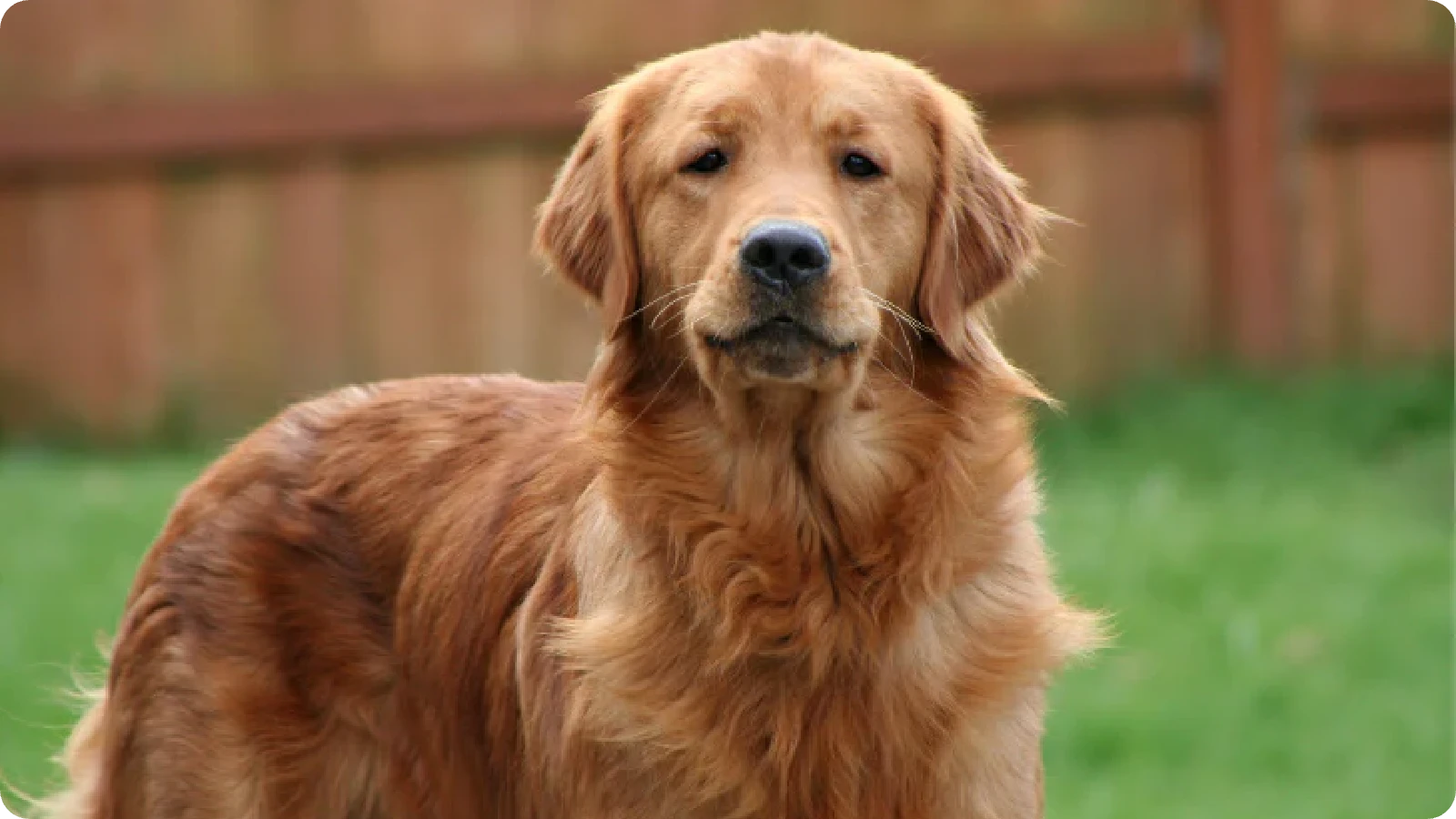 Golden Retriever close-up