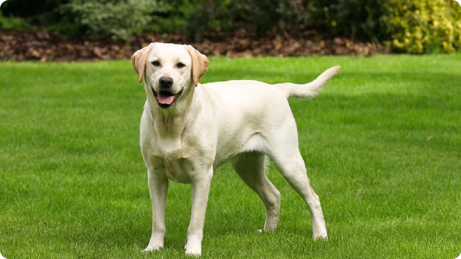 Labrador Retriever