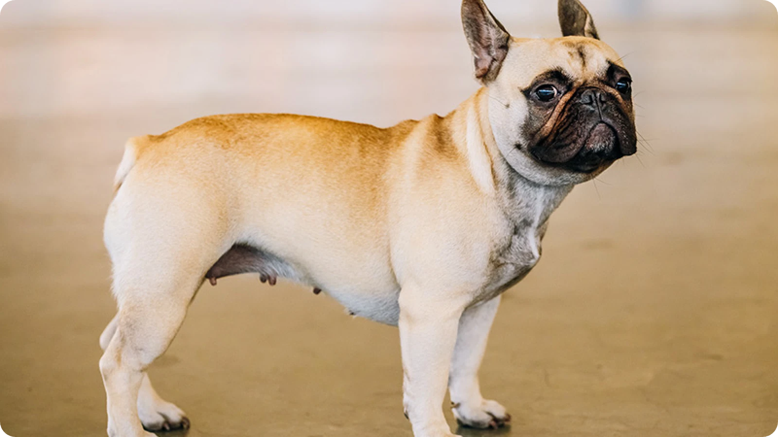 French Bulldog close-up